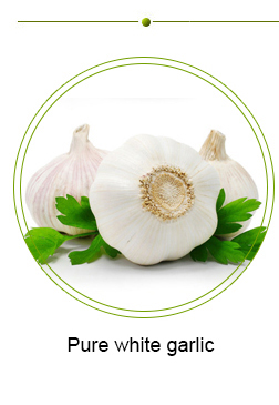 Garlic fresh hydroponic garlic