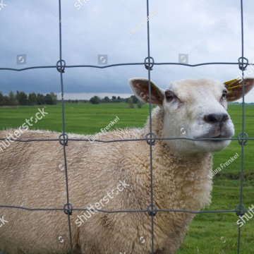 Cerca de fazenda de gado Cerca Austrália / Canadá padrão