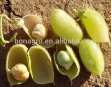 chinese chick peas