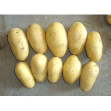 Potatoes jaunes jiaozhou fraîches
