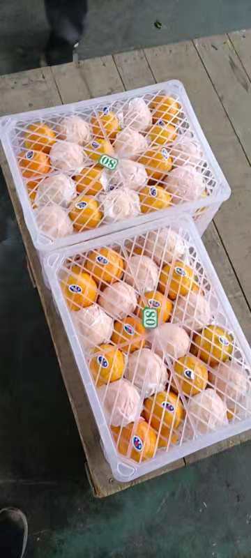 fresh cirtus navel orange