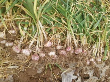 2019 Chinese Normal White Garlic From Jinxiang