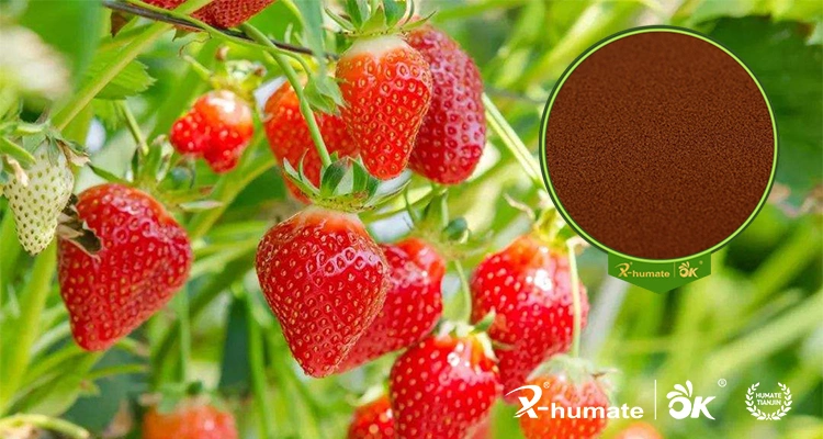 X-Humate Top Grade High Concentration 100% Water Soluble Fulvic Acid Powder Agriculture Organic Fertilizer