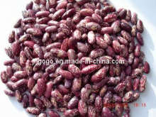 Top Quality Purple Speckle Kidney Beans
