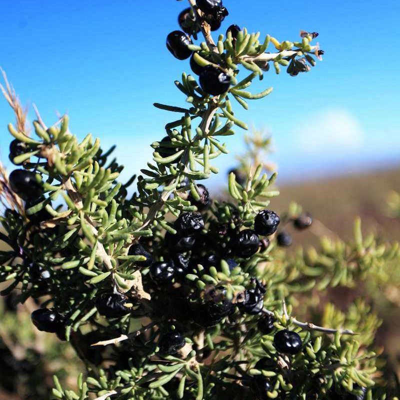 क्विंघाई चायदामु ब्लैक गोजी बेरी Qinghai Chaidamu Black Goji Berry