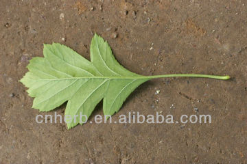 Hawthorn Leaf