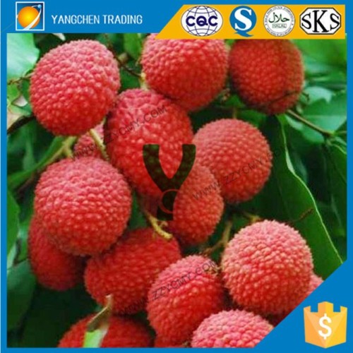 Export food canned lychee for vegetable fruits for indonesia food