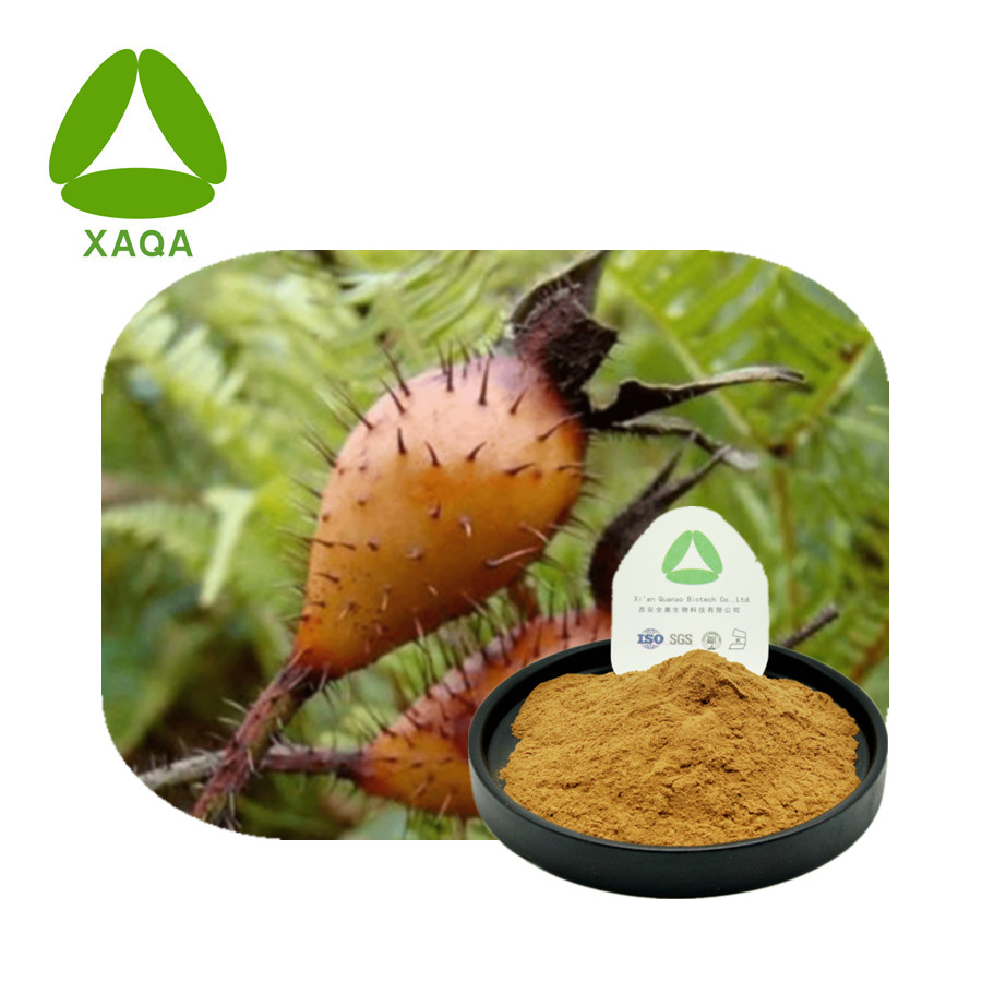 Rosa Canina Extract Jpg