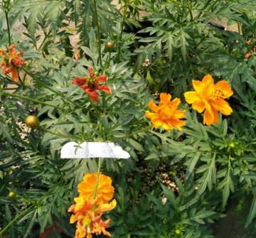 Flower seeds for butterflies