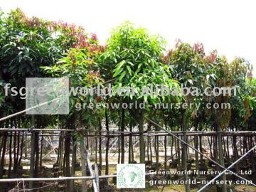 Mangifera indica tropical fruit trees