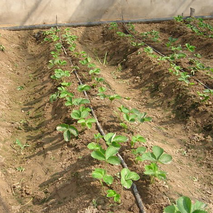 Drip Pipe For Greenhouse Irrigation System