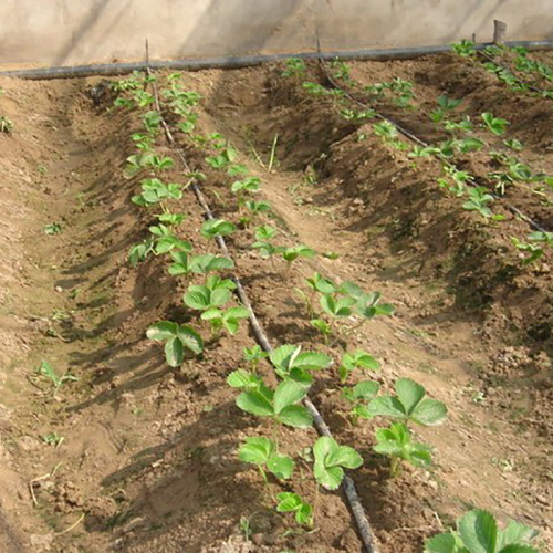 Tubo di gocciolamento per sistema di irrigazione a effetto serra