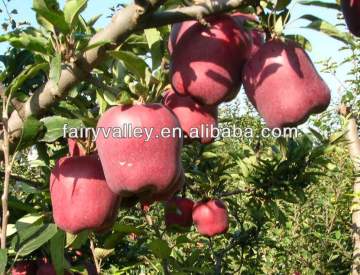Planting Apple Trees From Seeds-All Varieties Of Apple Seeds For Sale