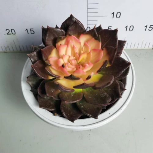 Echeveria in lower price