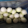 Bawang Peeling Segar dengan kualiti yang baik