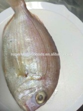 Frozen Red Snapper fish/Red Tilapia with competitive price