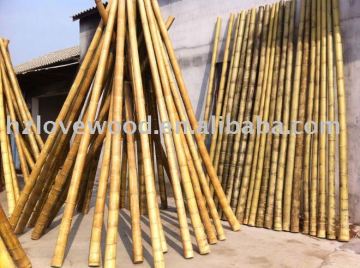 Moso Bamboo, Moso Canes