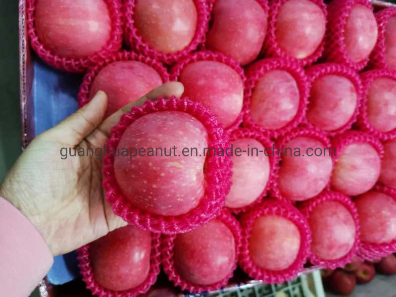 Factory Directly Supply Fresh Red FUJI Apple From Shandong