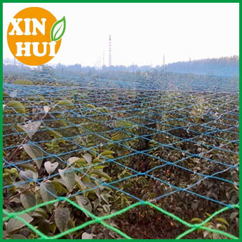 Agricultural Orchard Protect Bird Mist Net Anti Bird Protection Net