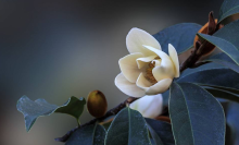 Elegant essential oils for the bedroom