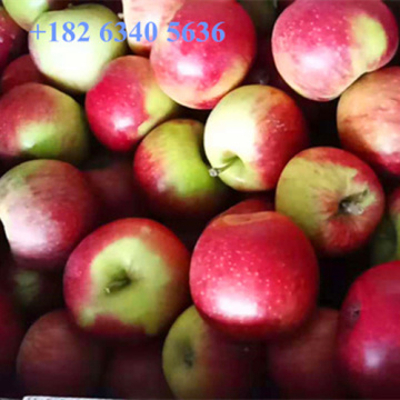Liao Ning Dalian Jiguan Apple