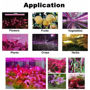 Veg / Bloom LED Grow Light con uscita PAR alta