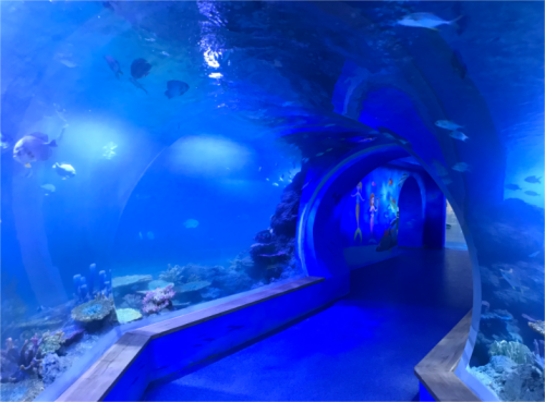 Tunnel dell&#39;acquario acrilico trasparente personalizzato