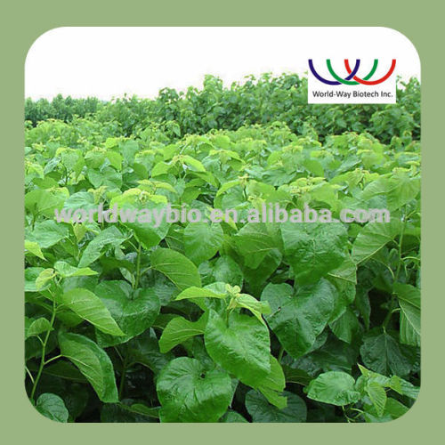 free sample ! China wholesale 100% pure FDA , ISO ,KOSHER ,HALAL 2% DNJ mulberry extract , mulberry extractive