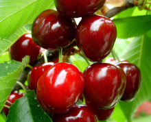 Top Quality Cherry Seeds For Planting