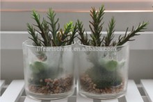 succulent plants, mini plant, grass pot series # 8