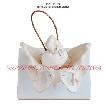 Birth Demonstration Model-J3C1.19.127