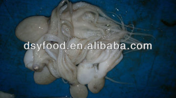 Frozen baby octopus fish