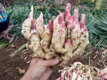 Export Standards New Crop Ginger