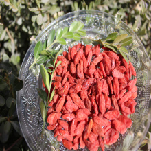 Bacca di Goji secca campione gratuita di prezzo basso naturale