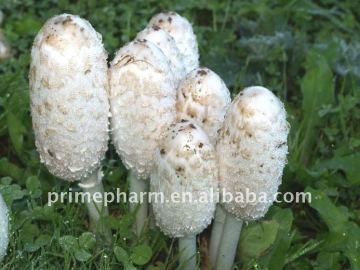 Coprinus comatus(Shaggy Mane) extract powder -natural fungi extract