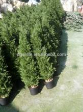 1m to 6m tall decoration artificial plastic green potted Arborvitae acuson cypress plywood tree EDC1606 2509