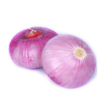 Fresh onion export red onion new crop