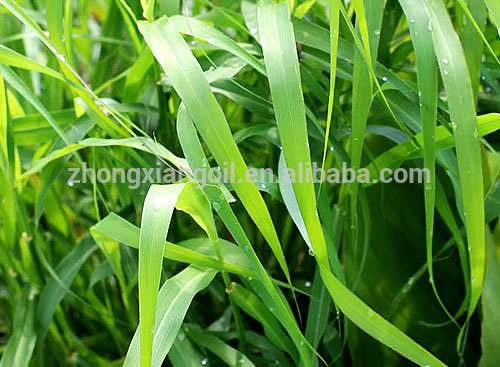 Natural Rose Grass Palmarosa من الضروري النفط السعر