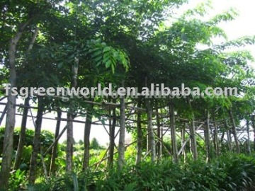 Dalbergia Sissoo big size