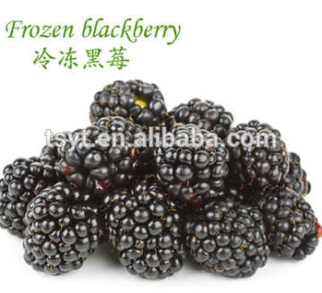 frozen blackberry iqf fresh blackberry