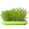 Seedling Starter Hydroponic Microgreens Grow Tray On Sale