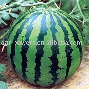 Honey Treat Seedless watermelon seed