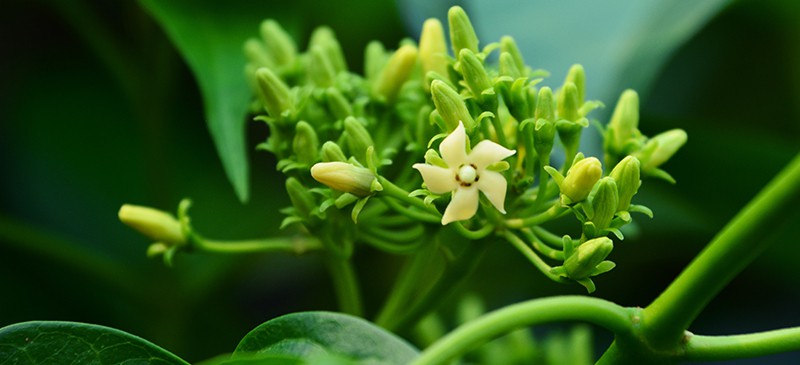 Gymnema sylvestre extract5 Gymnema sylvestre extract5