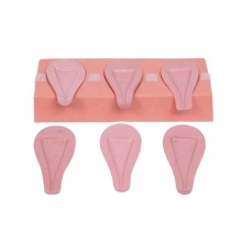 DARHMMY Advanced Medical Abortion Simulation Uterus Model for Maternity Care
