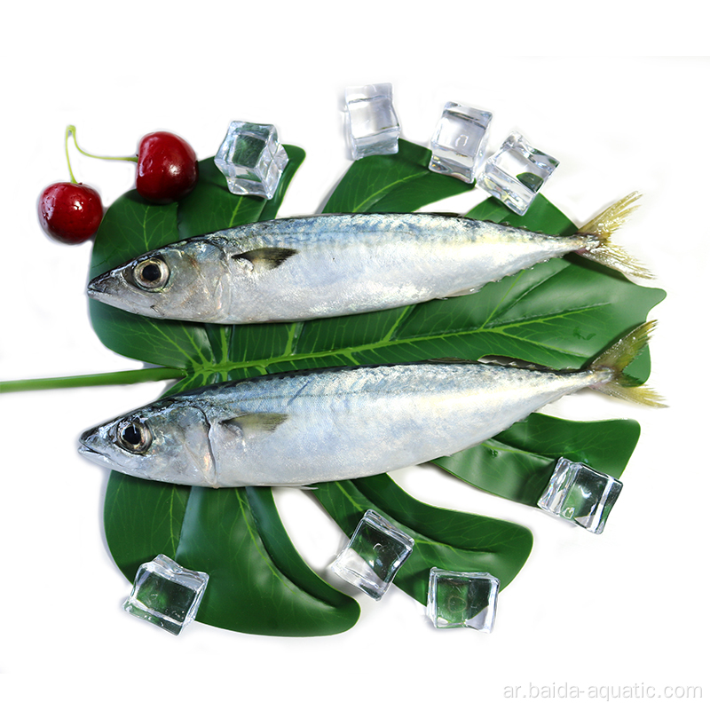 Frozen Pacific Mackerel Fish 20 And 25