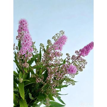 বিবাহের সাজসজ্জার জন্য টাটকা কাট গোলাপী Sorbaria Sorbifolia
