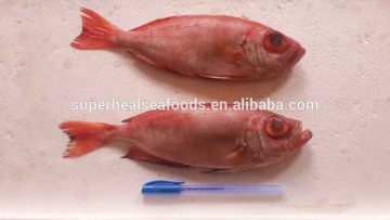 New Arrival Good Quality Frozen Fish Big Eye Fish