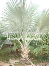 bismarckia nobilis palm plants