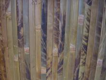 Tortoise bamboo wallpaper