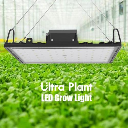 Luz de cultivo LED de color rojo oscuro de 660nm para florecer